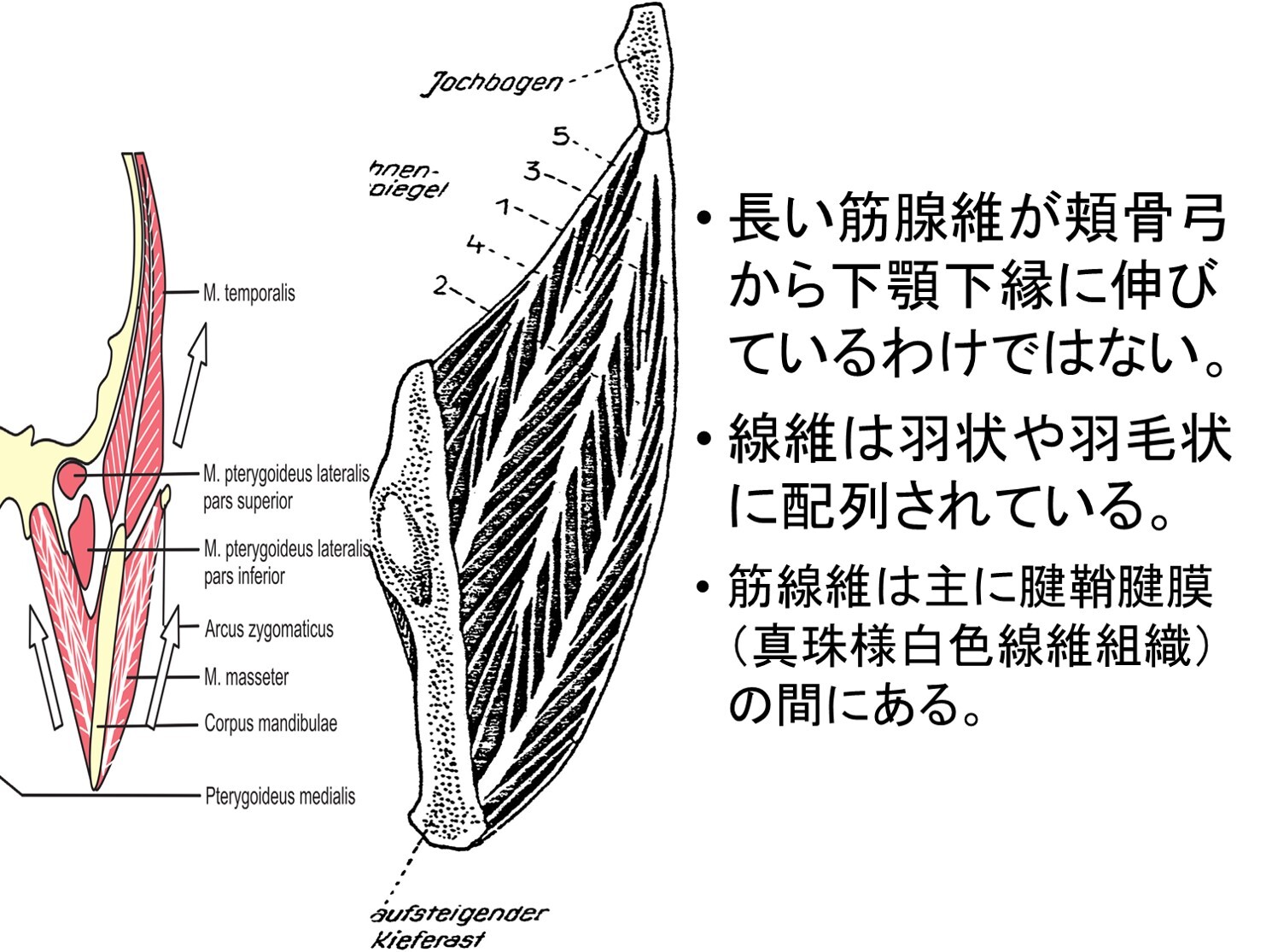 筋膜リーフレット